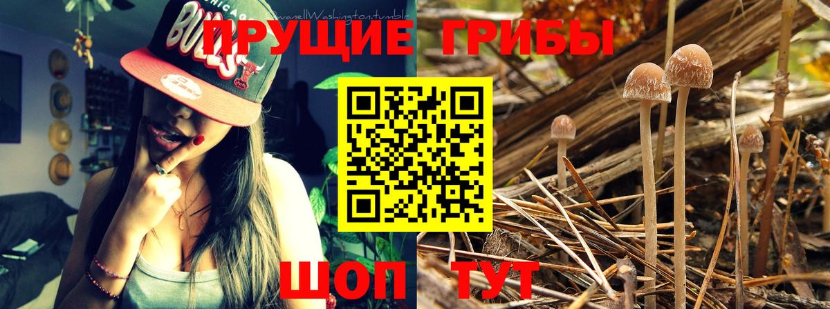 Псилоцибиновые грибы прущие грибы  купить  сайты  Острогожск  Псилоцибиновые грибы мицелий  Вход с VPN 